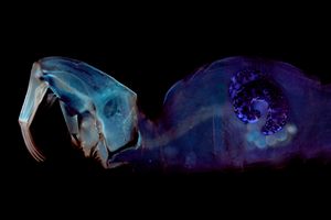 Chaoborus head and anterior air-sac pair illuminated by UV light