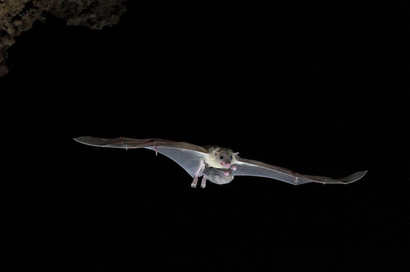 Baby Fruit Bats Mimic Mothers' Sounds (1 of 10)