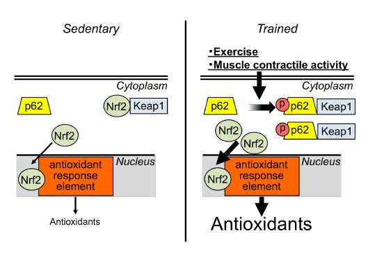 Schematic: Regulation of Exercise-Induced Antioxidants Synthesis in Oxidative Skeletal Muscle