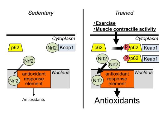 Schematic: Regulation of Exercise-Induced Antioxidants Synthesis in Oxidative Skeletal Muscle