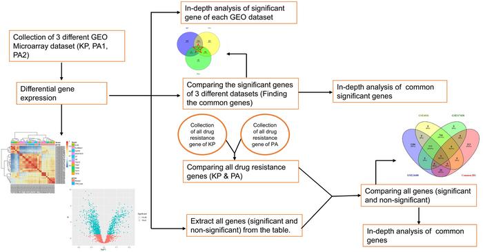 The overall pipeline of the bioinformatics analysis