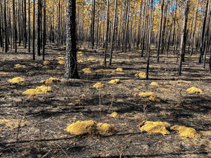 Geomya pinetis in burn