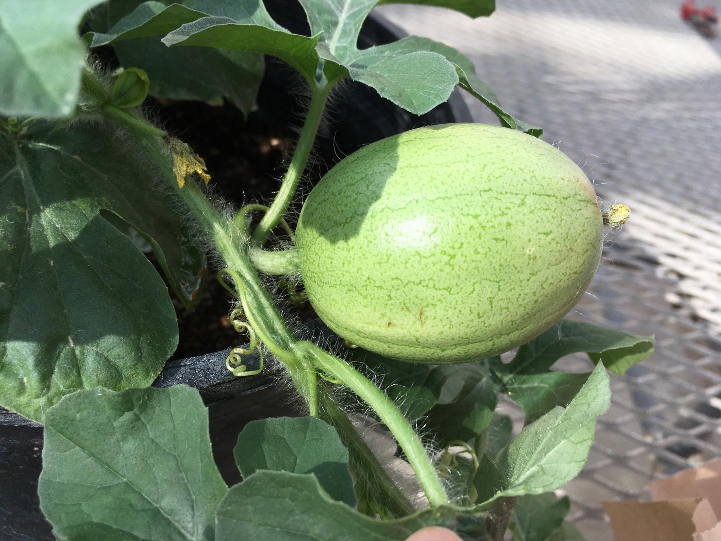 Kordofan watermelon.