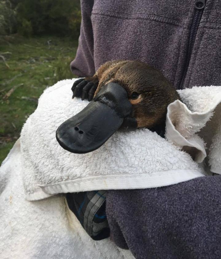 Platypus on Brink of Extinction (1 of 3)