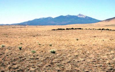 Desert Grassland with Mountains in the Background