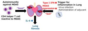 Pathogenesis in the MDA5-induced interstitial lung disease