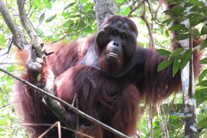 Flanged Bornean orangutan