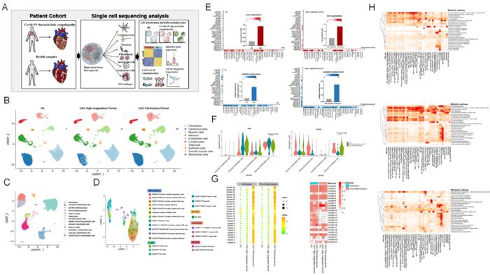 Single cell atlas and partial results display