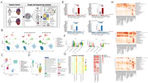 Single cell atlas and partial results display