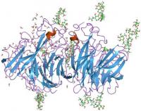 A Ribbon Model of the Structure of Influenza Neuraminidase Glycoprotein