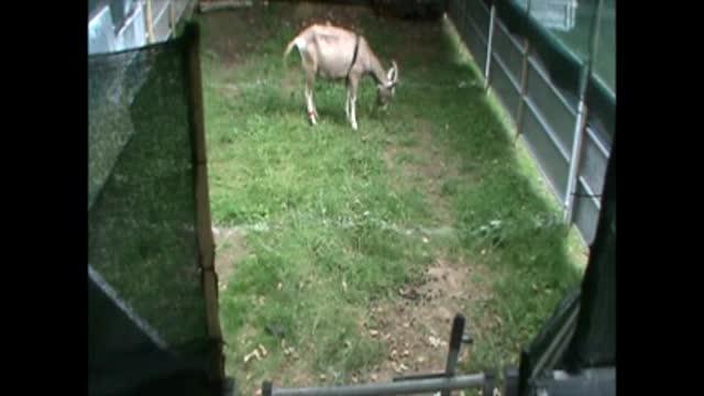 Heidi the Goat Responding to Calls