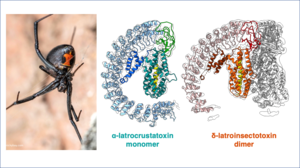 Researchers examine neurotoxin from a Black Widow