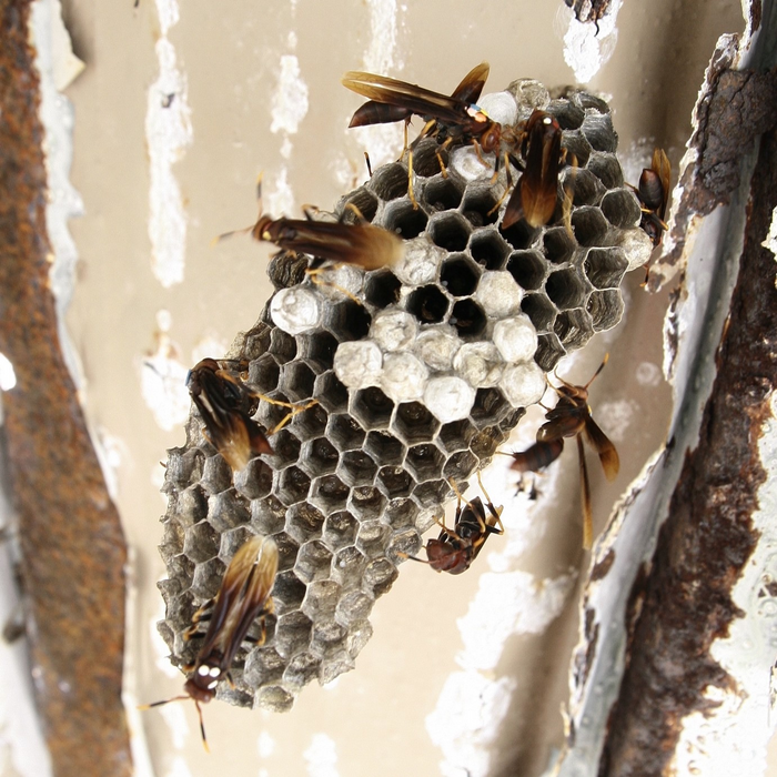 Nest of Polistes canadensis