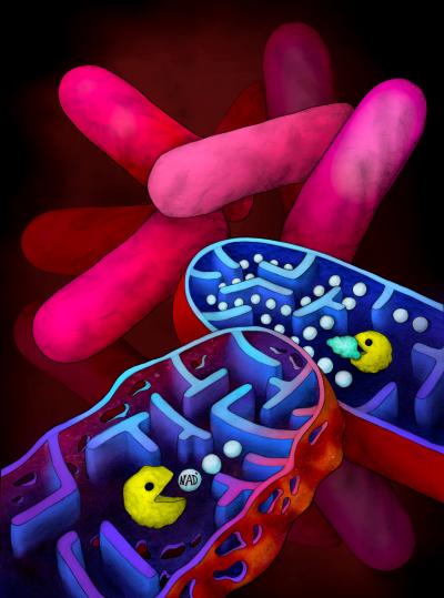 Novel NAD+-degrading Toxin Triggers Cell Death of Tuberculosis-Causing Bacteria