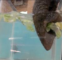 Elephant Trunk - Lettuce
