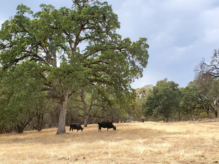 Cattle Roaming