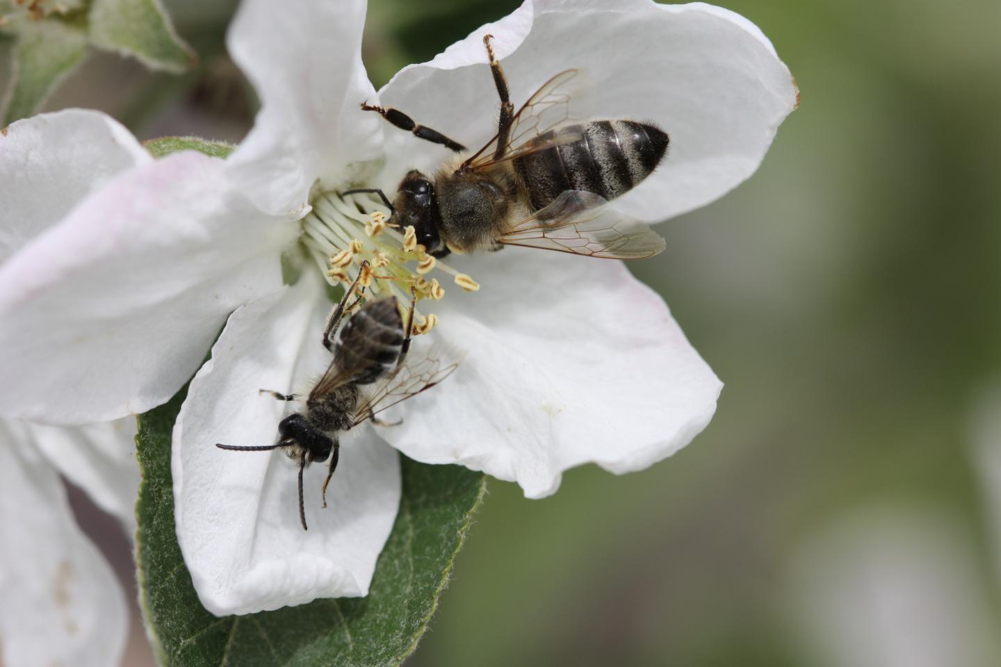 Bienen auf einer ApfelblÃ¼te