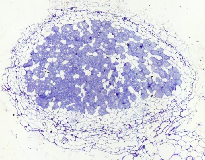 <I>Lotus japonicus</I>