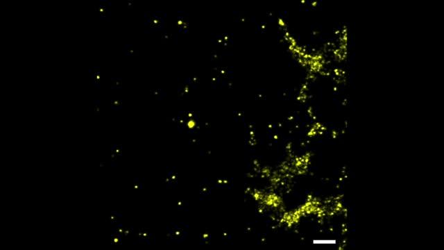 Video of the Imaging Method