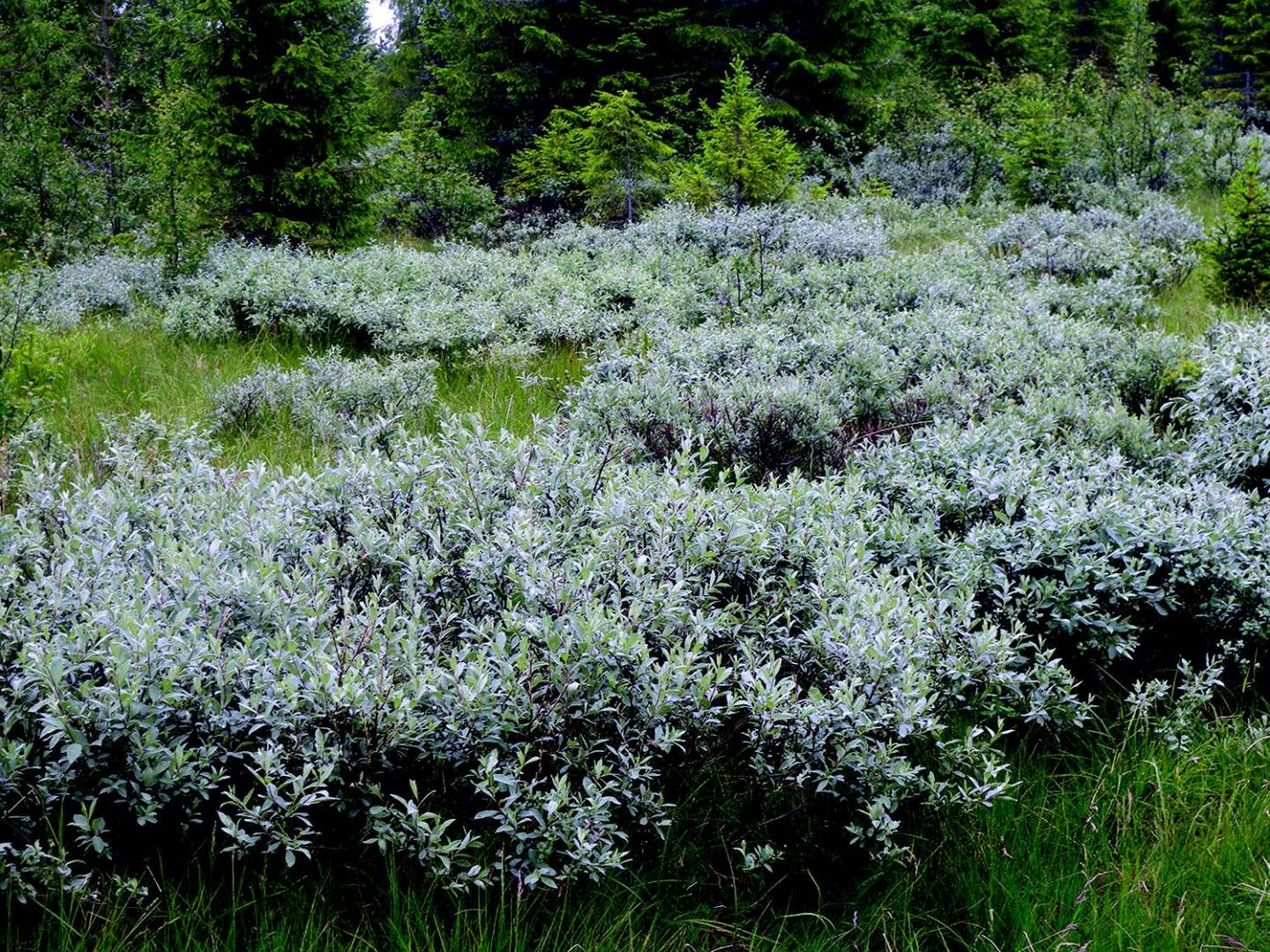 Habitat of the New Longhorn Beetle Subspecies <i>Saperda populnea lapponica</i> , Norway