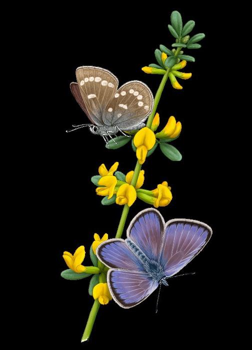 Xerces Blue butterfly