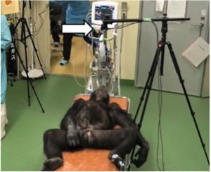 Using radar technology to measure heart rate in chimpanzees