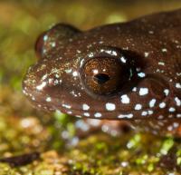 Starry Dwarf Frog Adds to Western Ghats' Rich Frog Diversity