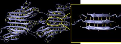Beta-Sheet Protein