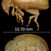 Colorado Potato Beetle, Scanned with Micro-CT