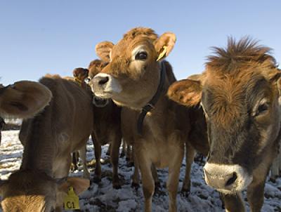 UNH Organic Dairy Research Farm