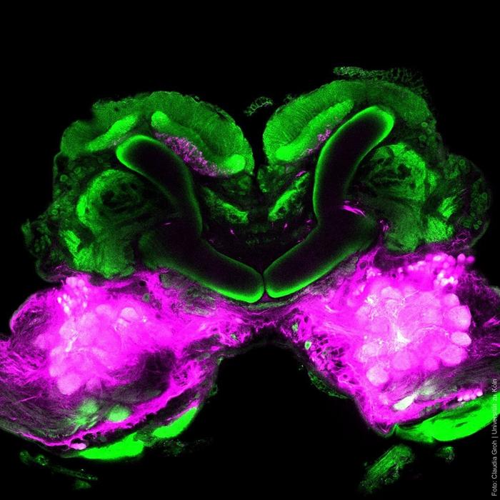 Cockroach brain with mushroom body