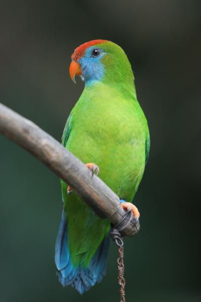 Newly Described Camiguin Hanging-Parrot