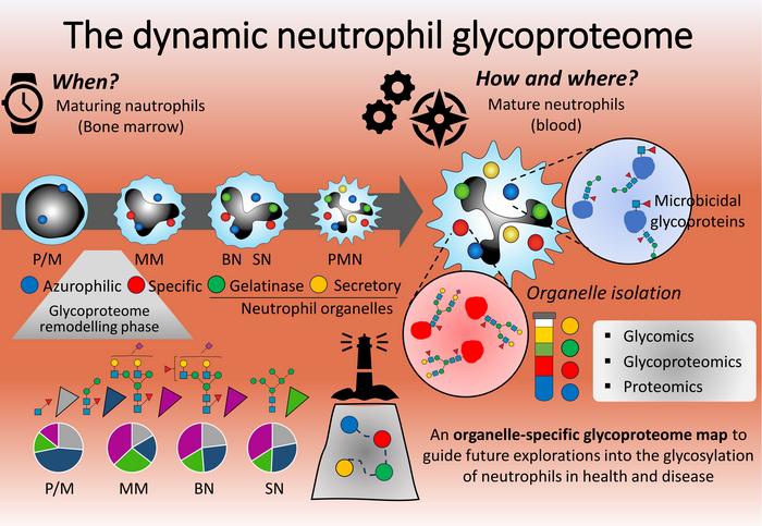 The dynamic neutrophil glycoproteome