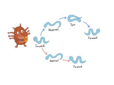 Researchers Discover Algorithms and Neural Circuit Mechanisms of Escape Responses