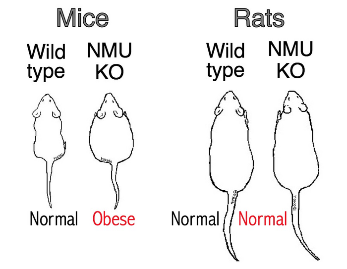 Elucidating the role of endogenous NMU in rats