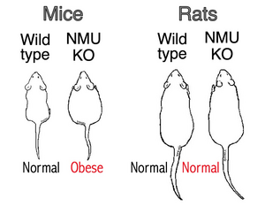 Elucidating the role of endogenous NMU in rats