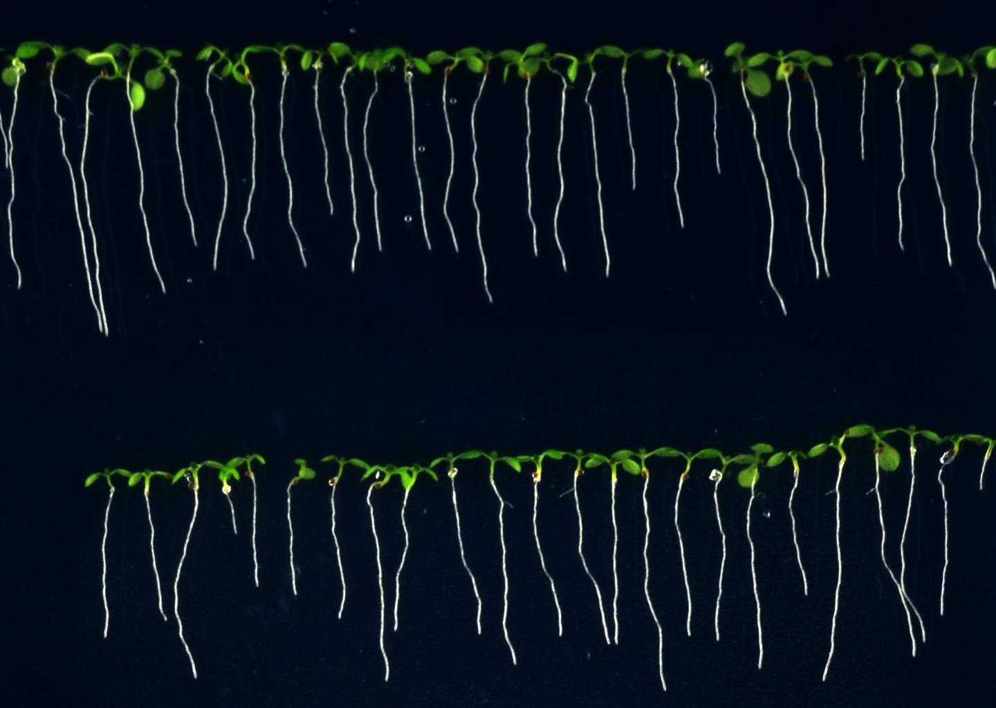 <i>Arabidopsis</i> Seedlings to Measure their Roots