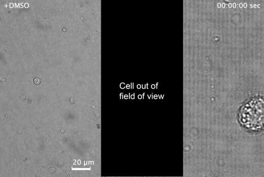 T cells migrating on nanopatterns