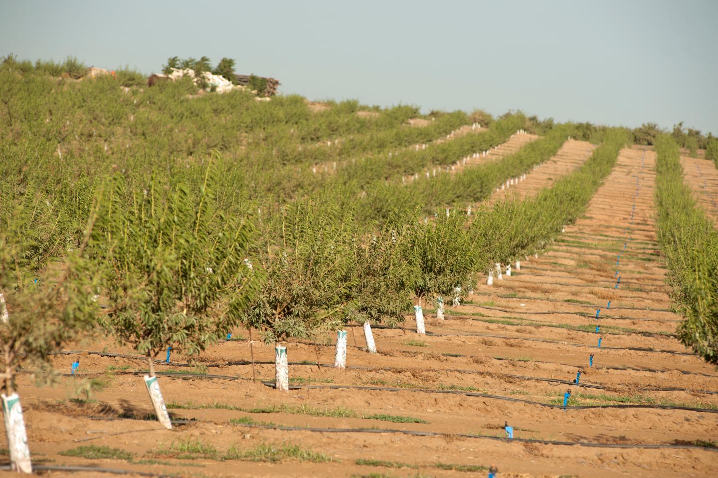 Drought and Central Valley Orchard