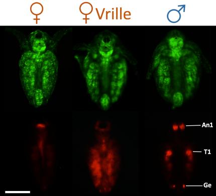 Spatial Expression Pattern