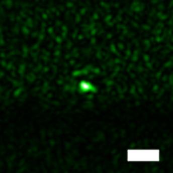 Experimental Result of the Deep-Tissue Optical Focusing Technique
