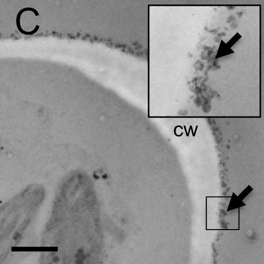 Protonemal <em>Funaria hygrometrica</em> Cells Absorbs Large Amounts Of Lead (Pb) From Water