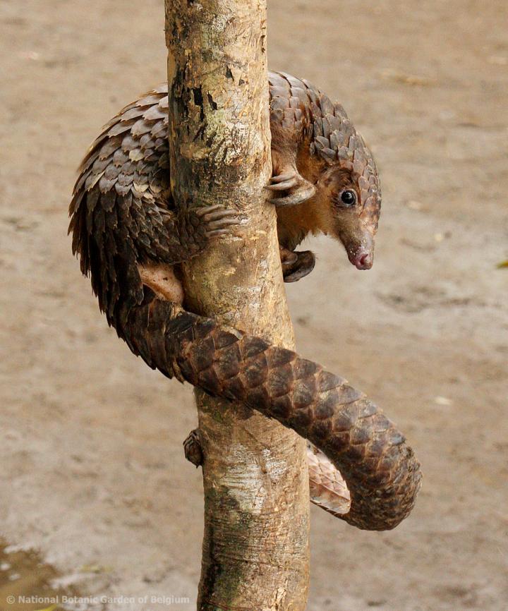 African White-Bellied Pangolin (<i>Phataginus tricuspis</i>)