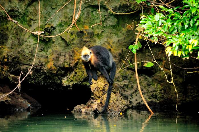 Cat Ba langurs show remarkable adaptability and cleverly use their tails to drink salt water. This unique technique shows us the adaptability of nature and emphasizes the resilience of these primates.