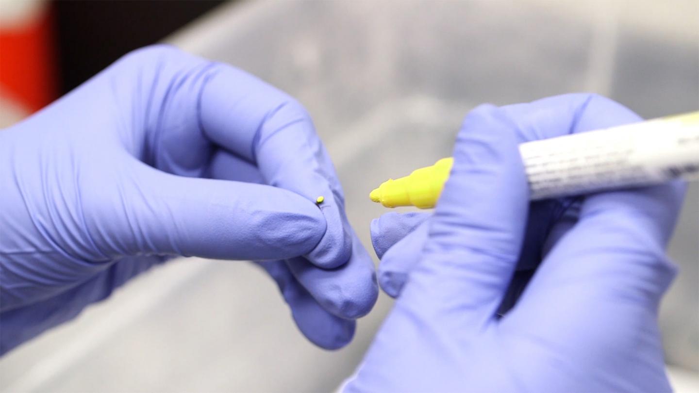 Collective Clog Control: What Ants Can Teach | EurekAlert!