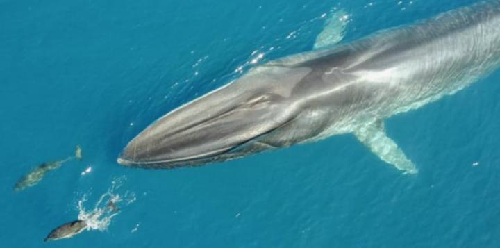 The second largest whale in the world slows t | EurekAlert!