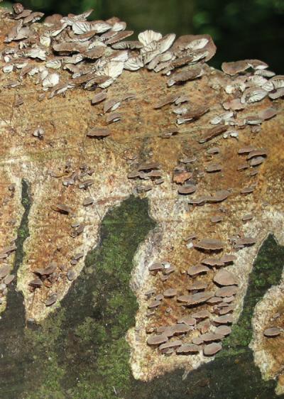 <i>Gymnopus hakaroa</i>