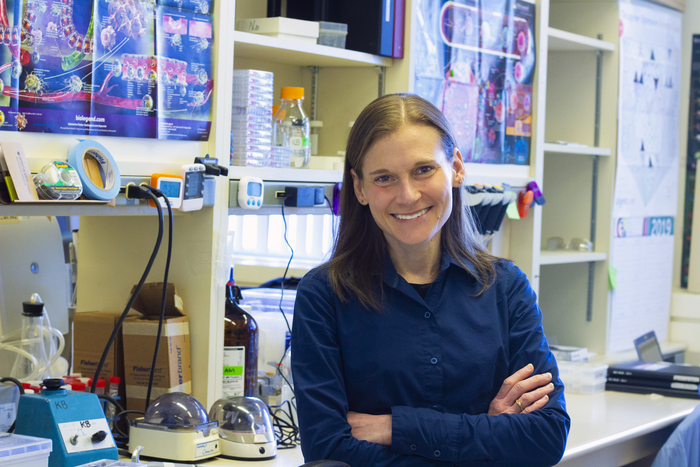 Killer T cells could be recruited to ignite immune response against cancer, new study suggests