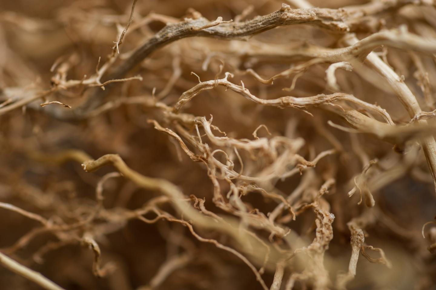Plant Root Closeup