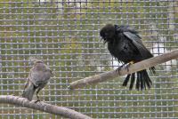 Male Cowbird in Female-Directed Display